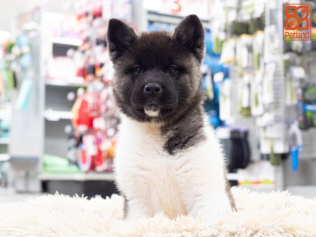 Akita Image #1