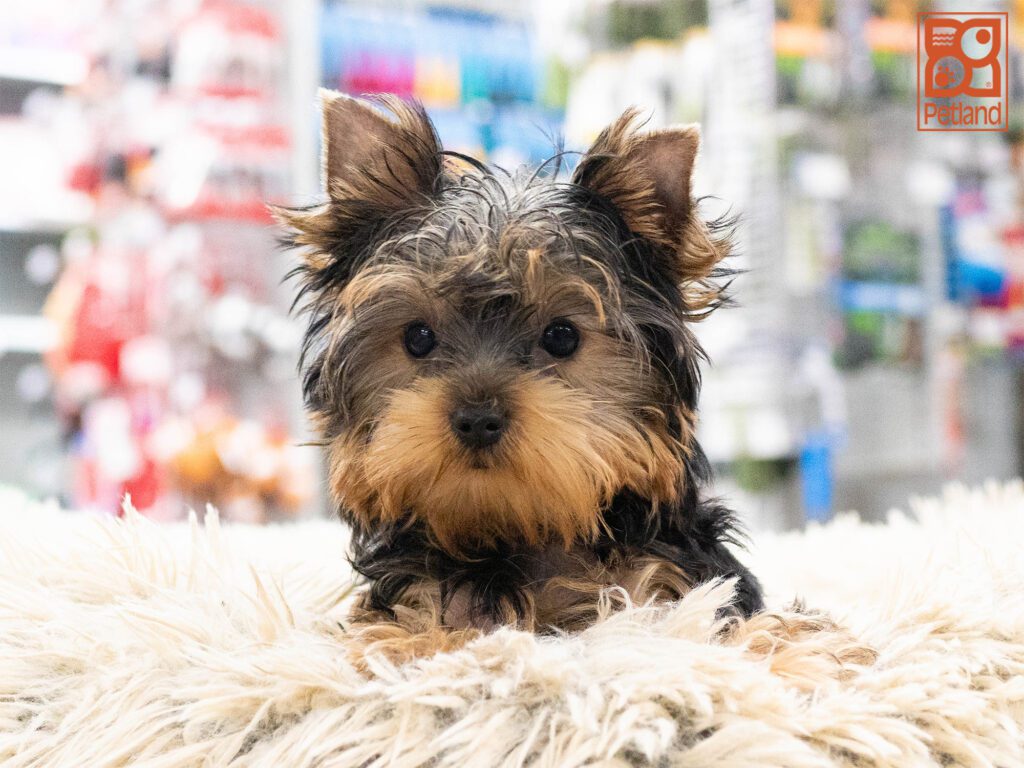 Yorkshire Terrier Image #1