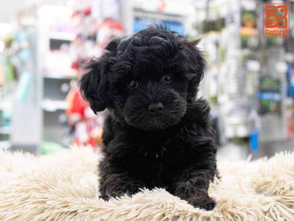 Mini Schnoodle Image #1