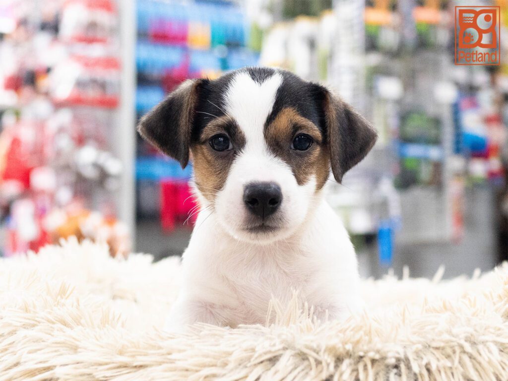 Jack Russell Terrier Image #1