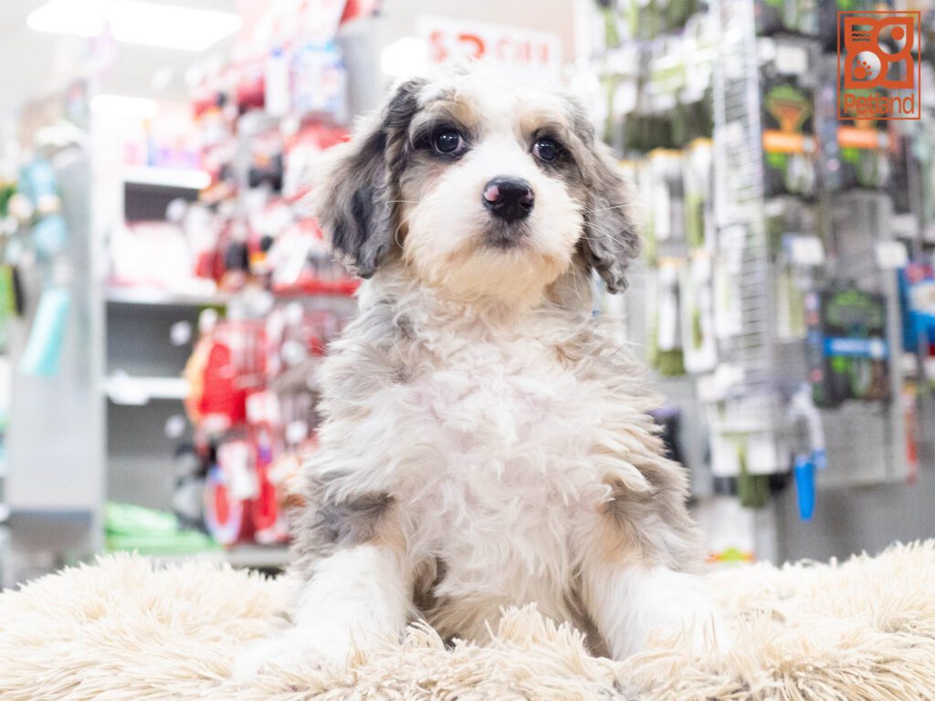 Bernadoodle Image #1