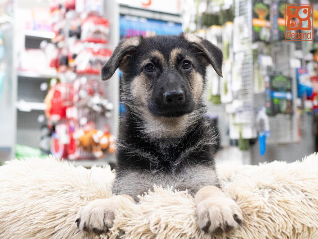 German Shepherd Image #1