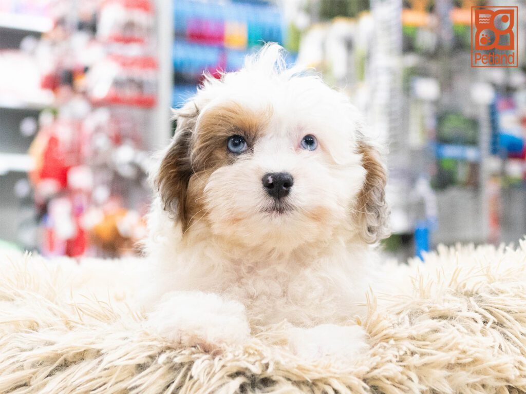 Mini Aussiedoodle Image #1