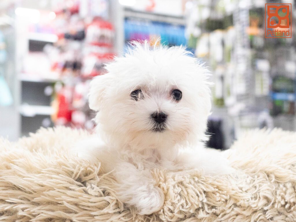 Maltese Image #1