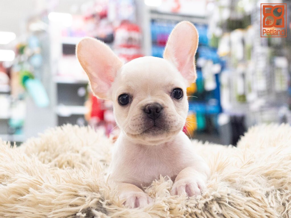French Bulldog Image #1