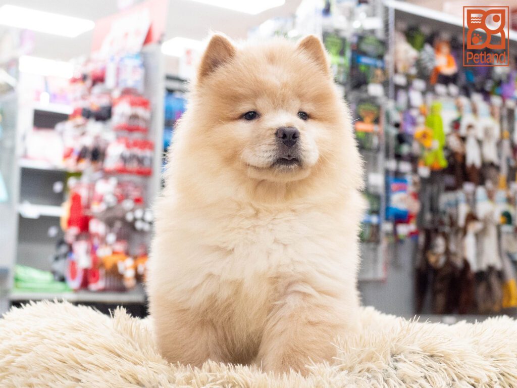 Chow Chow Image #1