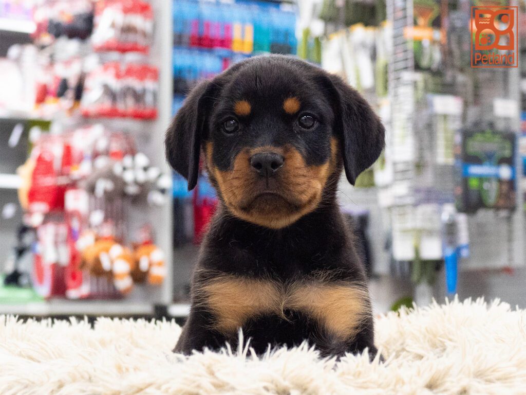 Rottweiler Image #1