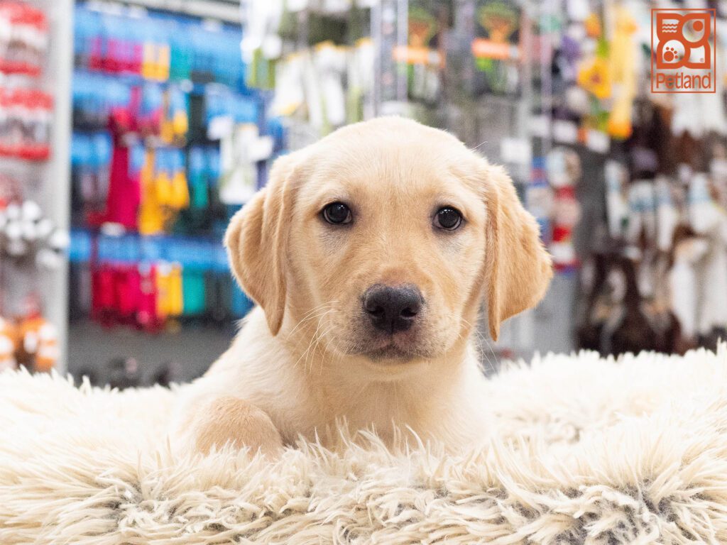 Labrador Retriever Image #1