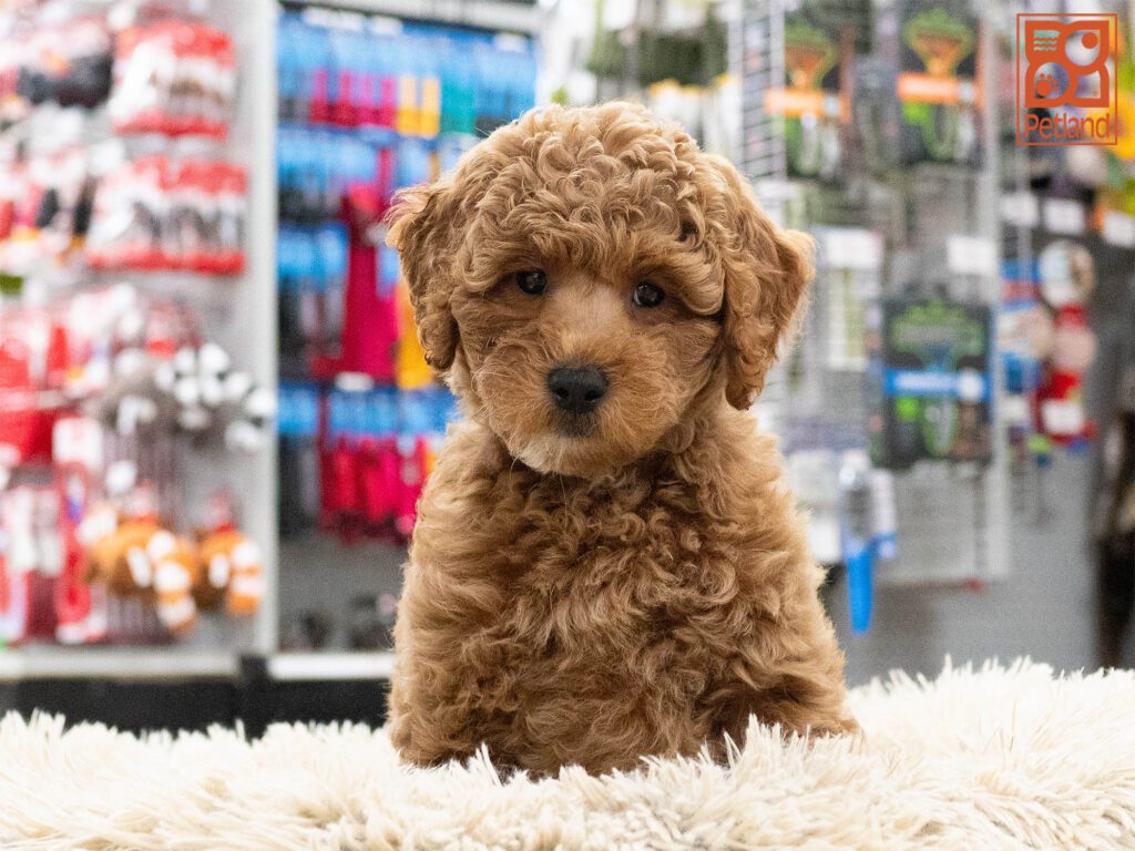 Mini Goldendoodle 2nd Gen Image #1