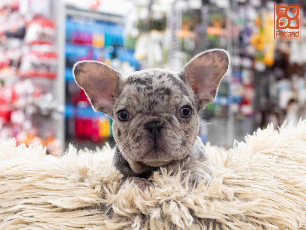 French Bulldog Image #1