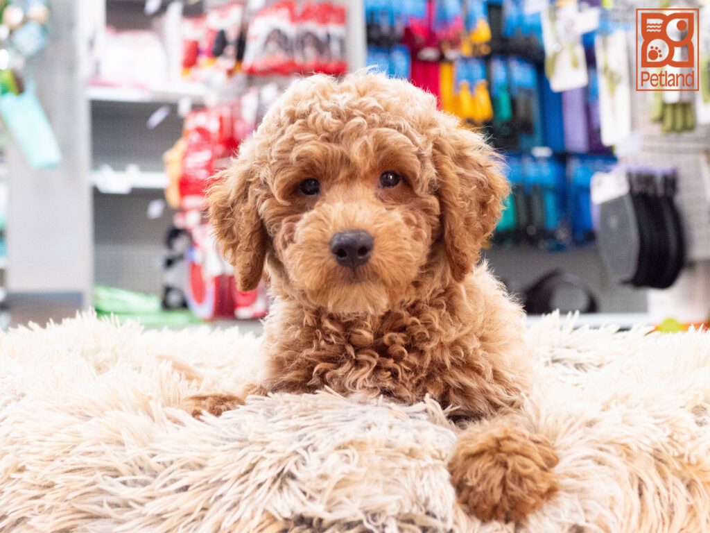 Mini Goldendoodle 2nd Gen Image #1