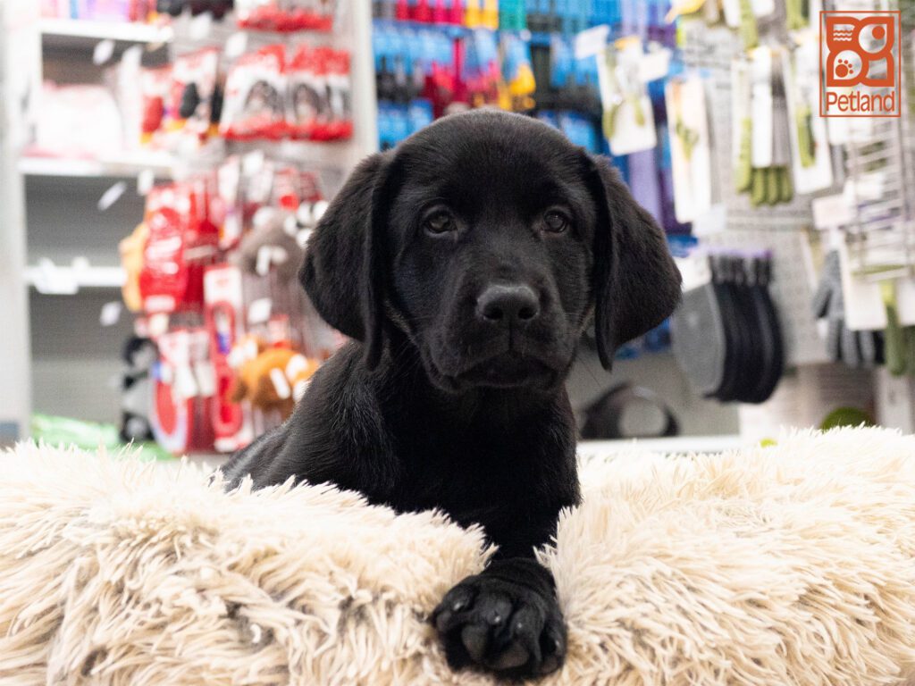 Labrador Retriever Image #1