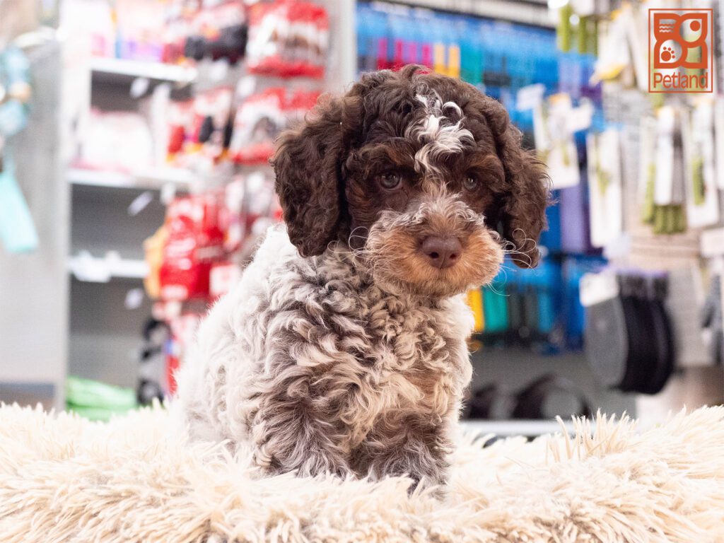 Mini Bernedoodle 2nd Gen Image #1