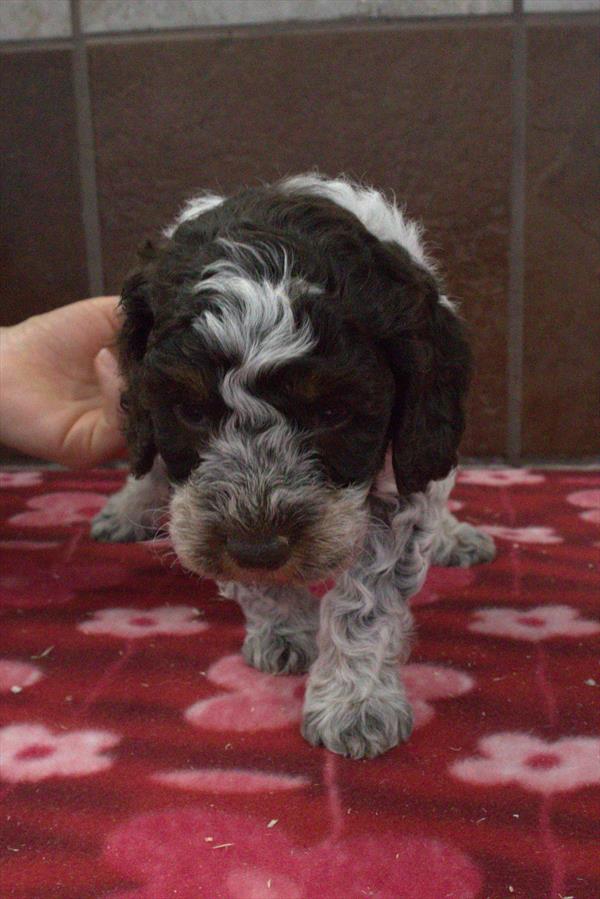 Mini Bernedoodle 2nd Gen Image #1