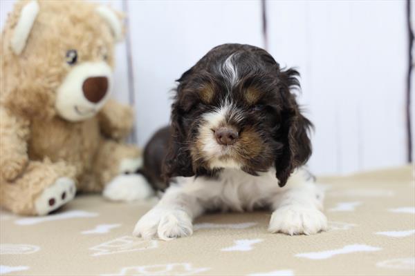 Cocker Spaniel Image #1