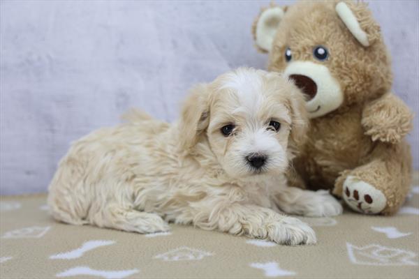 Maltipoo Image #1
