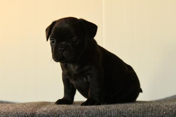 French Bulldog Image #1