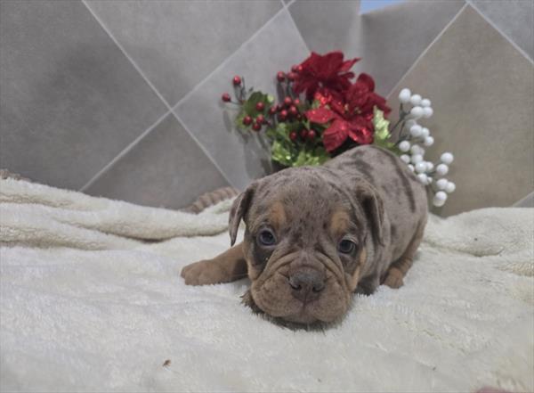 Victorian Bulldog Image #1