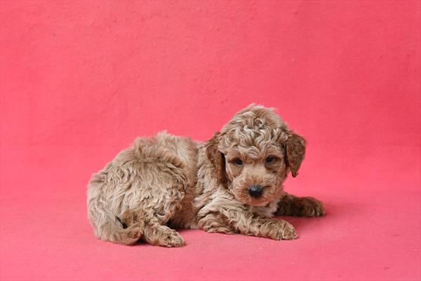 Mini Goldendoodle 2nd Gen Image #1