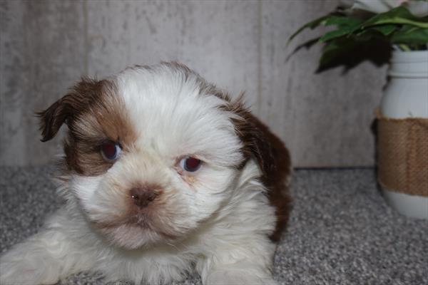 Shih Tzu Image #1
