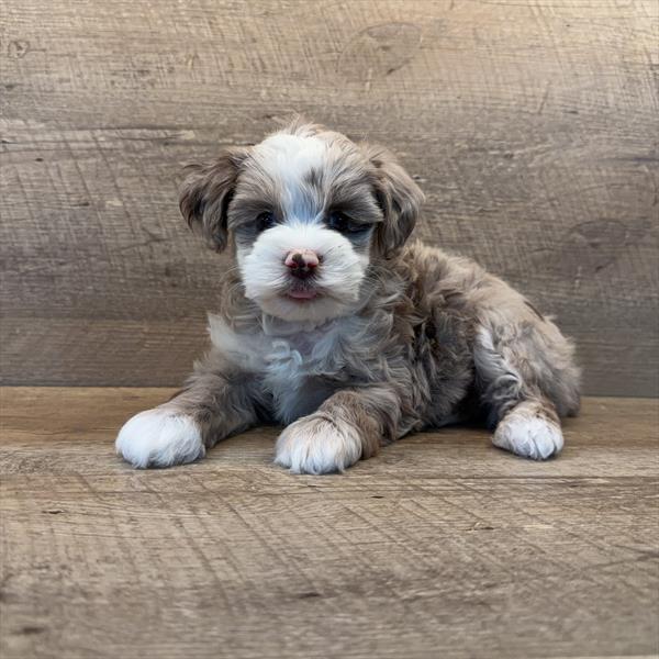 Mini Schnoodle Image #1