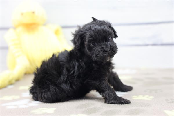Shih-Poo Image #1