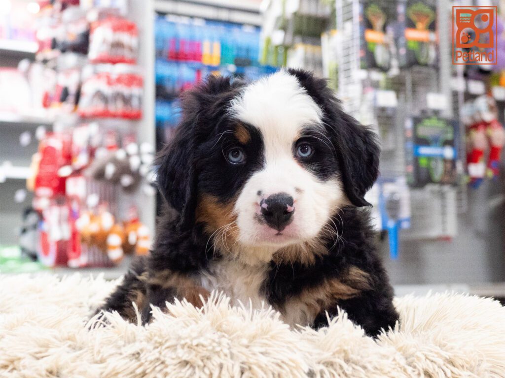 Bernese Mountain Dog Image #1