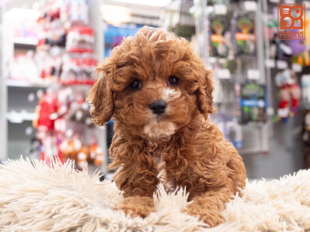 Cavapoo Image #1