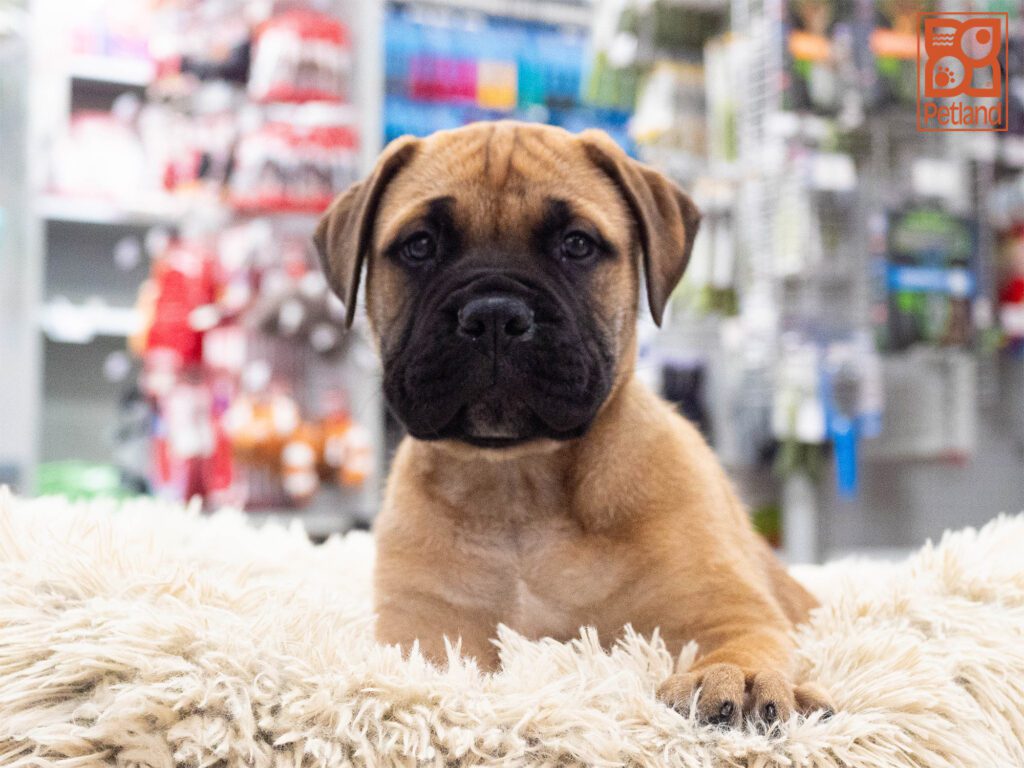 Bullmastiff Image #1