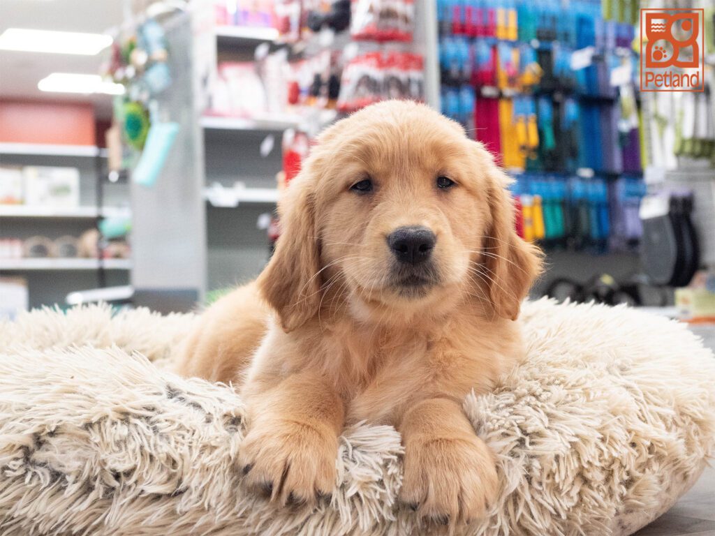 Golden Retriever Image #1