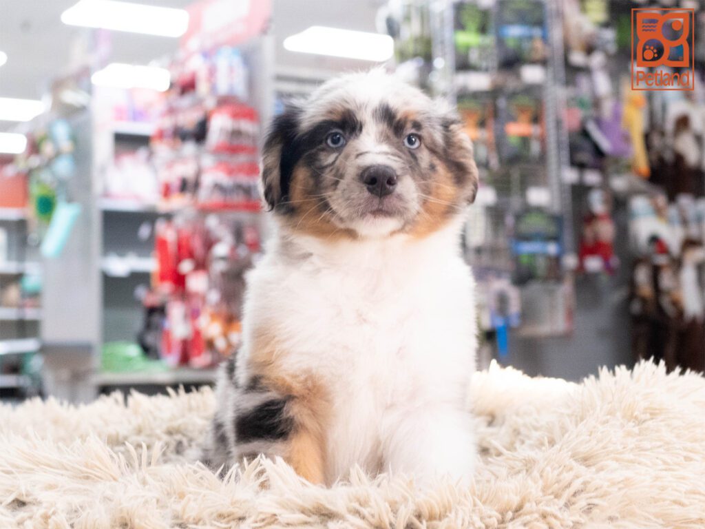 Australian Shepherd Image #1