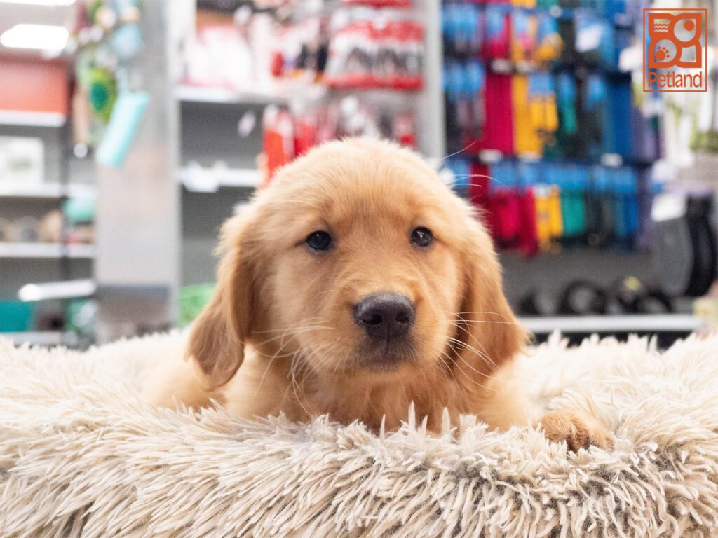 Golden Retriever Image #1