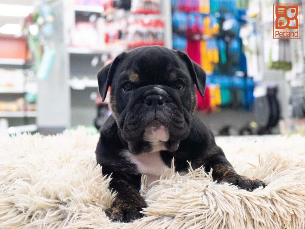 English Bulldog Image #1