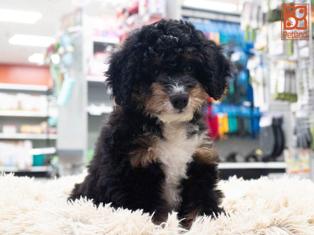 Mini Bernedoodle 2nd Gen Image #1