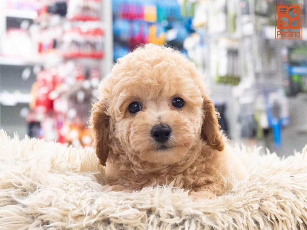 Bichapoo Image #1