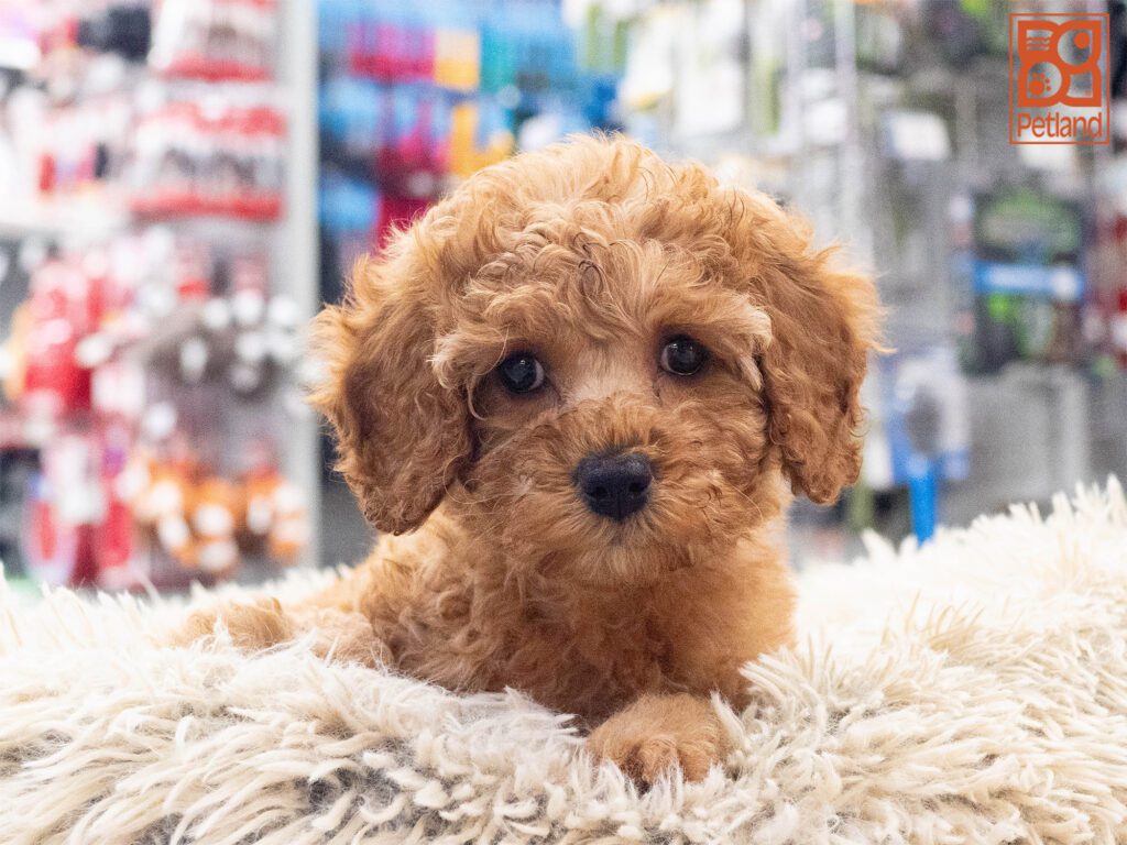 Cavapoo Image #1