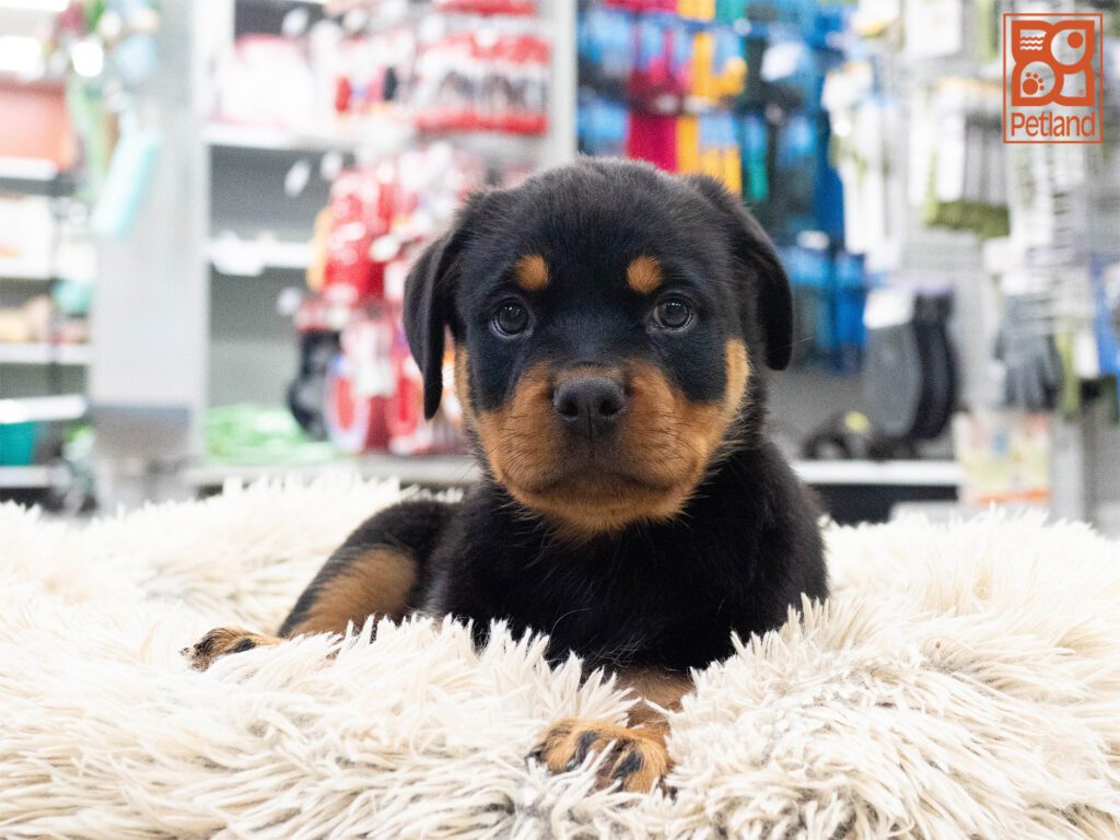 Rottweiler Image #1