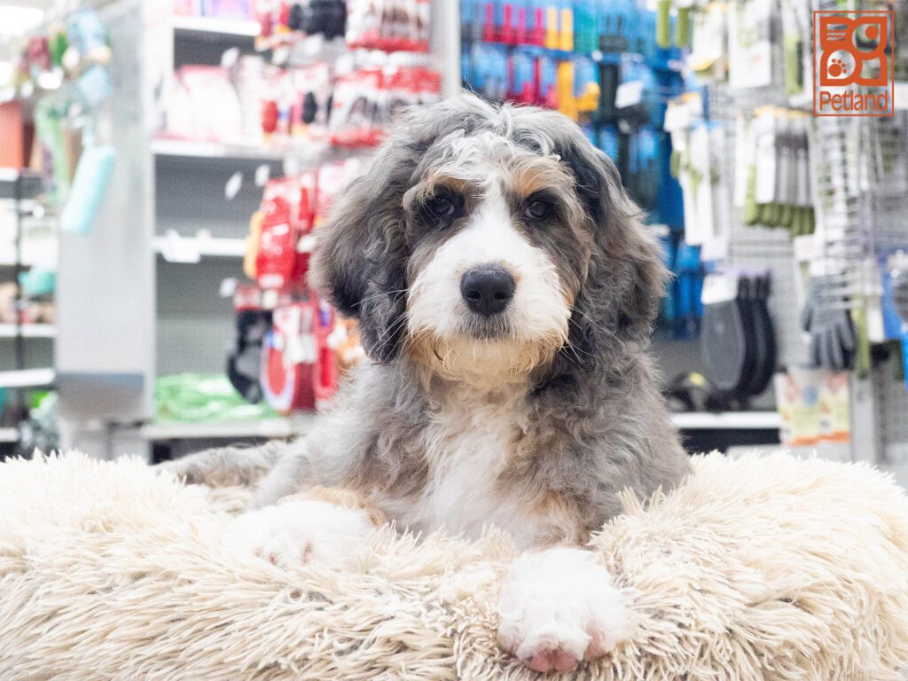 Bernadoodle Image #1