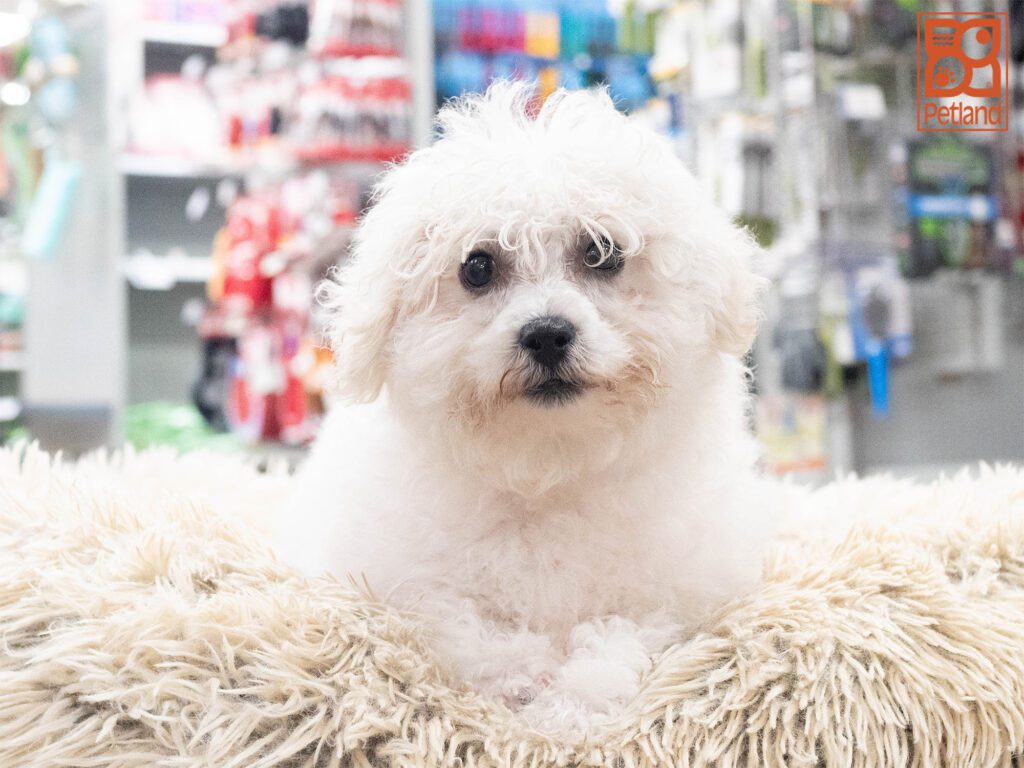 Bichon Frise Image #1