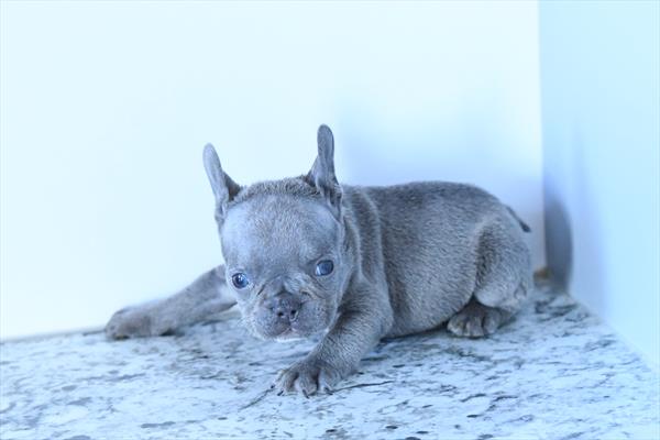 French Bulldog Image #1