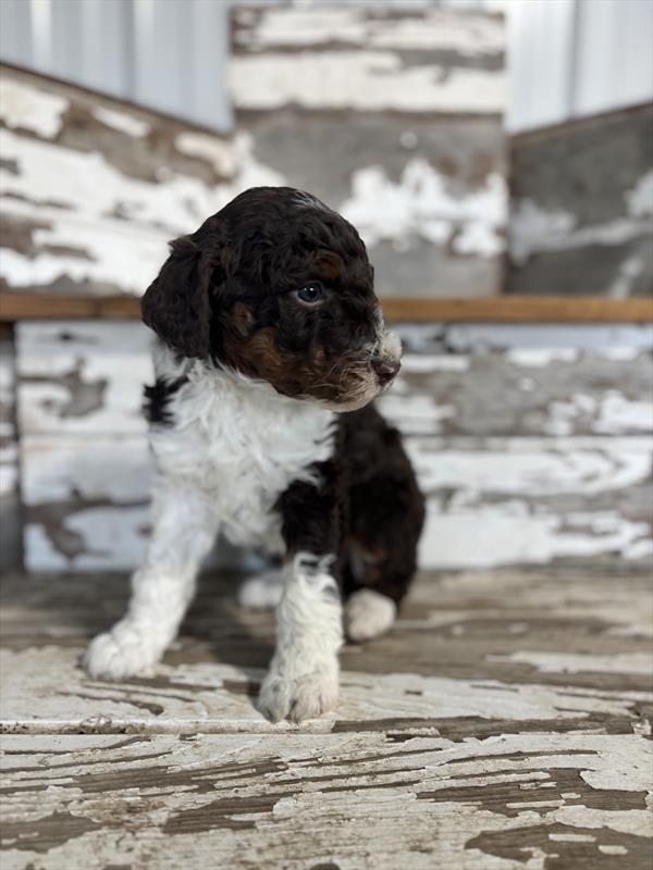 Mini Aussiedoodle Image #1