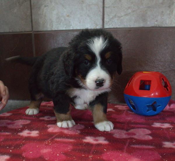 Bernese Mountain Dog Image #1