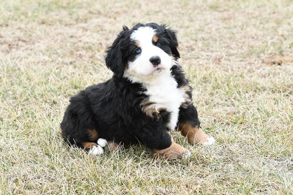 Bernese Mountain Dog Image #1