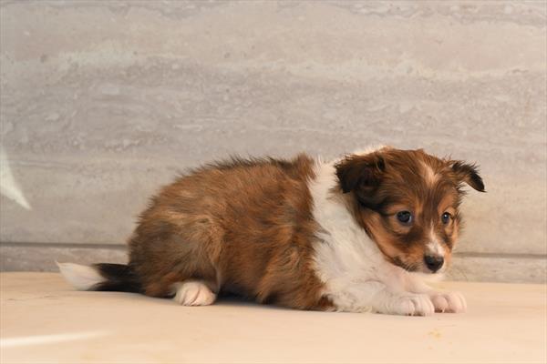 Shetland Sheepdog Image #1