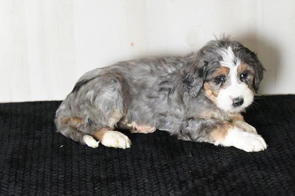 Bernadoodle Image #1