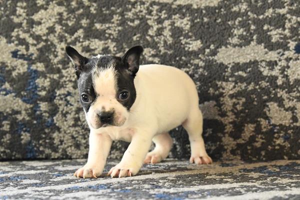 Boston Terrier Image #1
