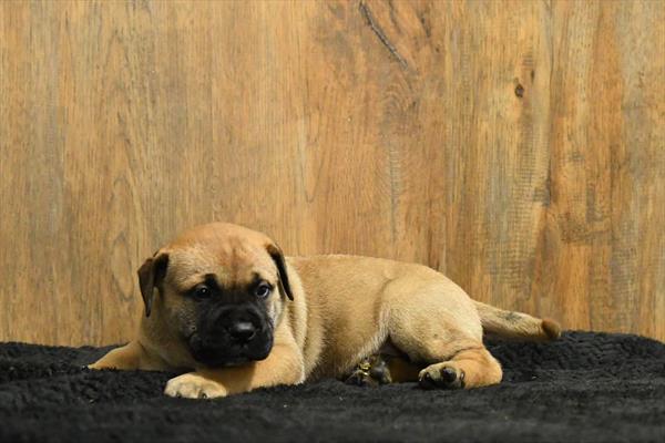 Bullmastiff Image #1