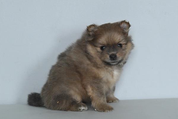 Pomeranian Image #1