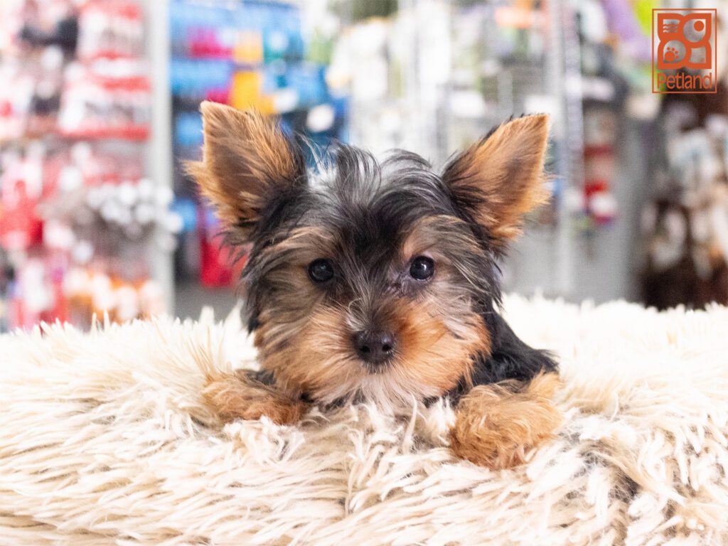 Yorkshire Terrier Image #1