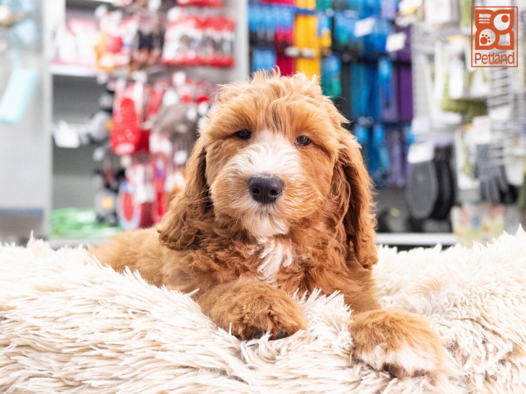 Goldendoodle 2nd Gen Image #1